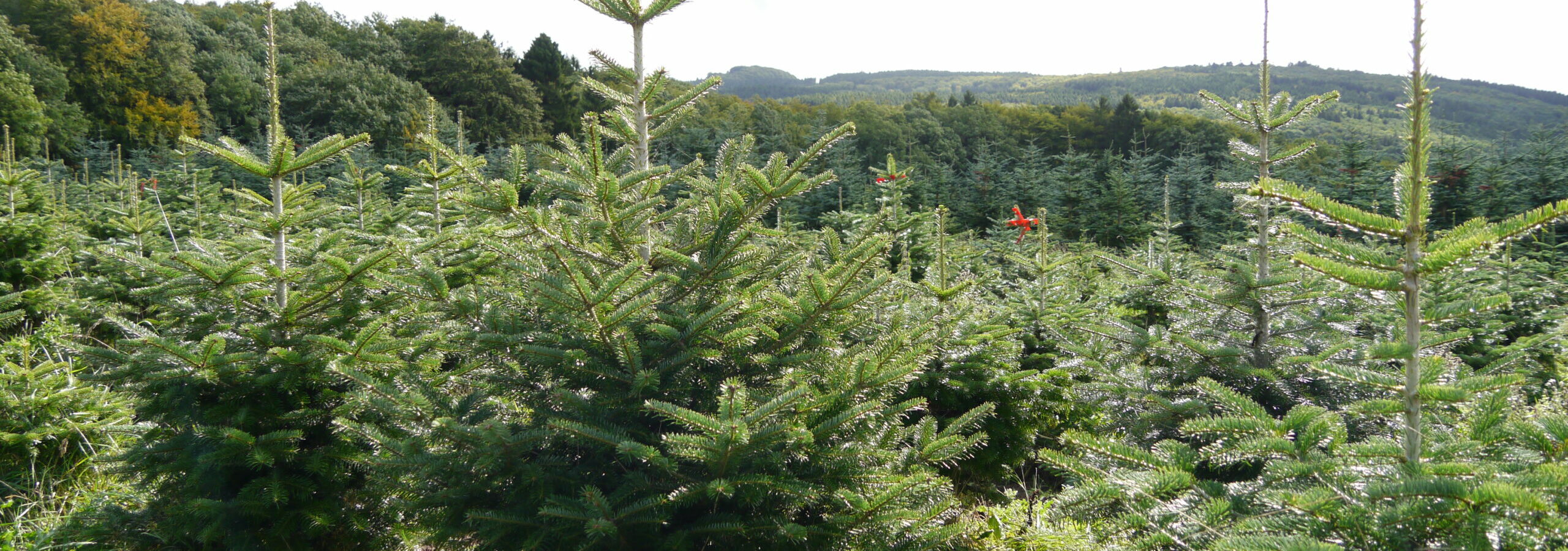 Karussell_5
